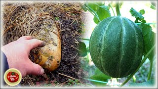 This FERTILIZER is the KEY! Living garden is BEST COMPOST ! 100% working