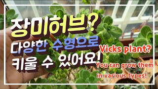 장미허브? 다양한 수형으로 키울 수 있어요! Vicks plants? You can grow them in various types!