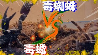 【閲覧注意】タランチュラ ＶＳ チャグロサソリ　昆虫バトル：負けたほうが餌になる食物連鎖のサバイバル＜⁂Battle of insects for survival⁂＞