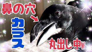 換羽で鼻の穴丸出しカラスのクッピと支援物資ありがとう♪2024/9/30 KUPPI the Crowカラスのクッピ