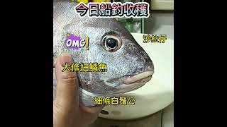 ［真叻］釣魚篇#87： 今日船釣收穫🐟🐟 Today's Boat Fishing result🐟🐟開開心心船釣的一天😁有大條細鱗魚,細條白鬚公，幾條沙立仔。( 廣東話/粵語影片)