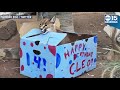 BIRTHDAY PARTY! Cleo the desert lynx turns 14 at Phoenix Zoo - ABC15 Digital