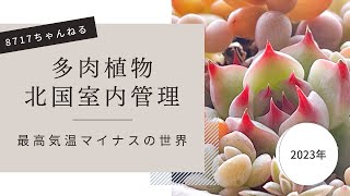 【多肉植物】サンルーム大公開！