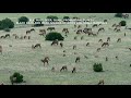 restoring elk country new mexico pelona mountain