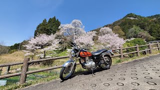 モトブログ『バイク  絶景』🌸桜シリーズ第3段🌸エストレヤ奈良県宇陀市の佛隆寺の1000年桜を観に行ってきた‼️