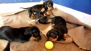 Cachorros Teckel juegan con pelota