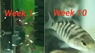 Convict cichlid fry growing up - week by week log