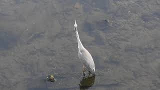 望遠コンデジ野鳥撮影 アオサギGrey heron（青鷺、蒼鷺、Ardea cinerea）鳥綱ペリカン目サギ科アオサギ属　DSCN6364