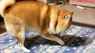 Shibe executes dad's mattress