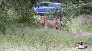 Satara Lion Pride Filmed From Camp Fence