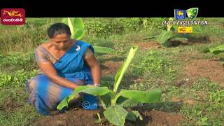 Govibimata Arunalla | 2022-06-13 | Agricultural Programme