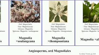 Angiosperms, ord Magnoliales sinica Jams Jammy Pápá ga. custaird ×alba Manglietia ×thompsoniana