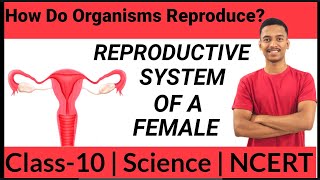 Female Reproductive System| #science #class10 #howdoorganismsreproduce #ncert #boardexam #best #cbse