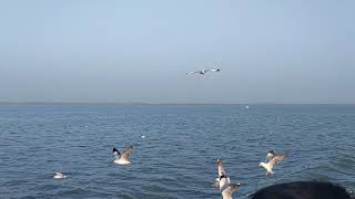 The game of seagulls in the Bay of Bangal (বঙ্গোপসাগরের বুকে শঙ্খচিলের খেলা)