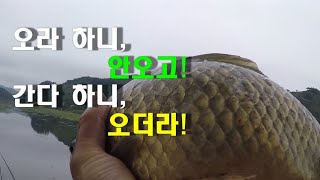 [155편] 홍성 천태지(행정지) 월척 붕어낚시/떡밥 글루텐낚시/대한민국 낚시계 최초 항공촬영