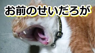 リバウンドしてんじゃねえよ！【侵入した野良仔猫】～家猫修行中～