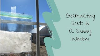 How to Germinate Seeds in A Sunny Window