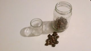 How I Germinated My Tamarind Seeds