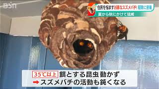 いつもと違う今年のスズメバチ　気温が下がり活動活発に…住民悩ますスズメバチ駆除へ“ベテランハンター”に密着