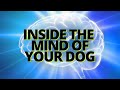 4 Simple Steps to Root Out Maddening Behaviors. Understand the Inner Workings of your Dog!