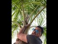 Ravi B trapped on a tree.