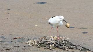 Black-winged stilt hatching video, 高蹺鴴孵化影片