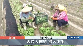 蔬菜移植機 紓解農工人力荒