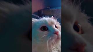 CUTE CAT TOOK CAMERA 📷 😍 ||Please subscribe for more cat shorts ||#shorts #tiktok