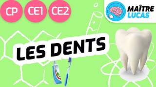 Les dents CP - CE1 - CE2 - Cycle 2 - Sciences - Questionner le monde