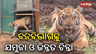 Tigress Zeenat moves to Jharkhand, Yamuna to Kuldiha Reserve || Kalinga TV