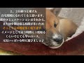 【生後2ヶ月】柴犬がお迎えから懐く方法【子犬】