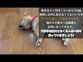 【生後2ヶ月】柴犬がお迎えから懐く方法【子犬】