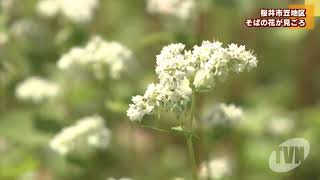 桜井市の笠地区でそばの花が見ごろ