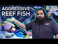 TOP 6 TIPS For Aggressive FISH In Your Reef Tank | How to Assemble a Tranquil Saltwater Aquarium