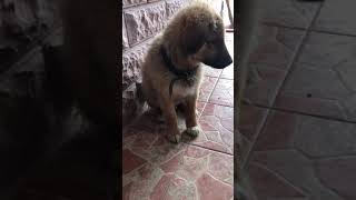 Yaramazlık yapan sevimli minik dostumuz#köpek#pati#dog#kafkaskurdu