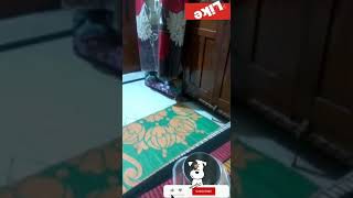 देखें चालाक चूहे की करामात, बस चूहे दानी में फँसने को नहीं है तैयार || Funny Video || Shubham Mishra