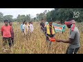 ragi crop cutting