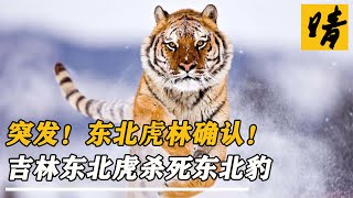 驚聞！吉林延邊東北豹遭東北虎猛烈襲擊身亡，一級保護動物間的慘烈對決