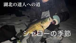 シャローの季節