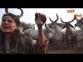 russian girl feels the mother nature in indigenous cows veganism people must watch