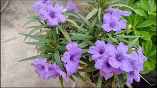 monsoon blooms