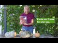 curing and saving winter squash