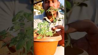 Tips for tomato seedlings #thakkali #sakthivelorganics