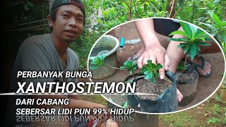 Cara Perbanyak Bunga Xanthostemon Dari Cabang Sebesar Lidi 99% Hidup