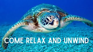 Listen 24/7! Calm Beach Relaxation, Meditation, Readying, Study in Hawaii, Tahiti, Puerto Rico