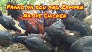 Zampen Native Chicken