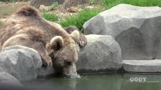 유럽불곰 ( Eurasian Brown Bear )