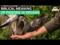 biblical meaning of pigeons in dream find out the spiritual meaning of this bird