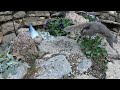 Cat's Nature Retreat Squirrels, Chipmunks, Birds for Relaxation  Zen Cat TV