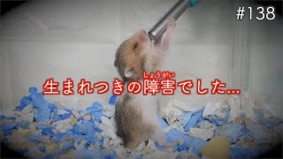 【生まれつきの障害】片目の見えない子ハムスター...本日、、、